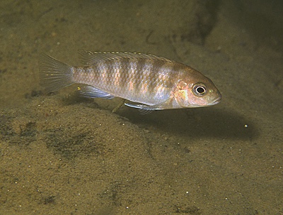 Gephyrochromis sp. 'patricki minos' Minos Reef